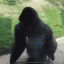 Memes por el avistamiento al gorila en Hidalgo