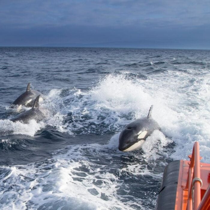 Ballenas atacando