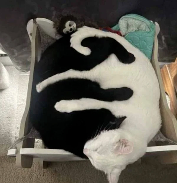 Gatos yin yang