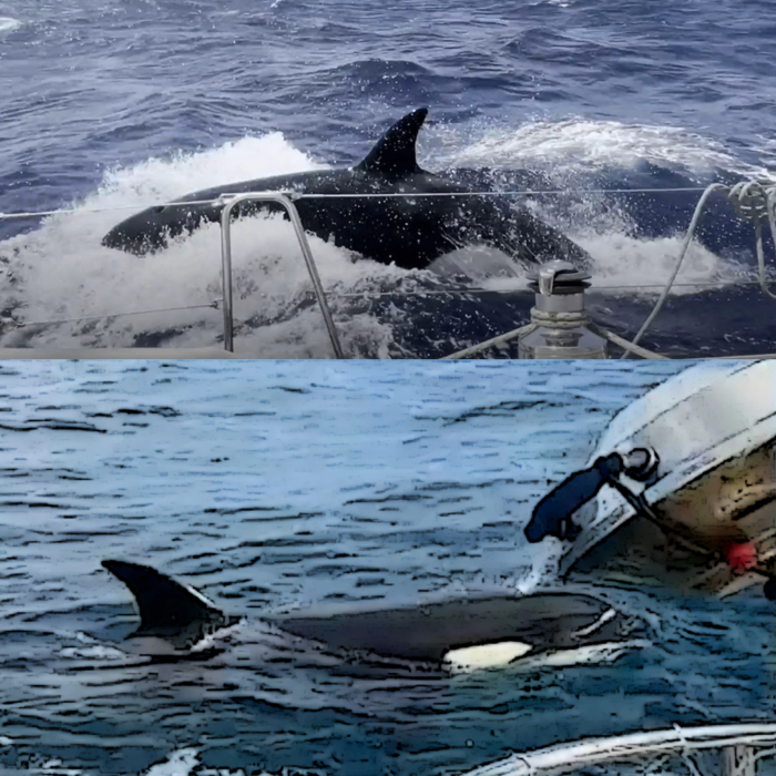 Ataque de orcas a barcos de velas