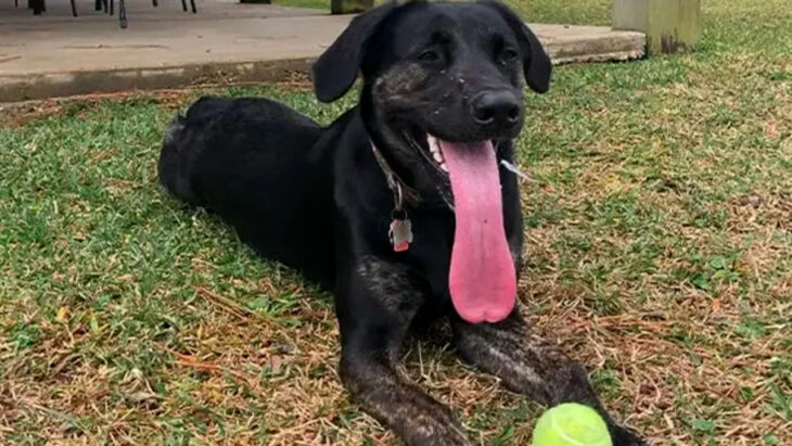 Perro con una lengua larga