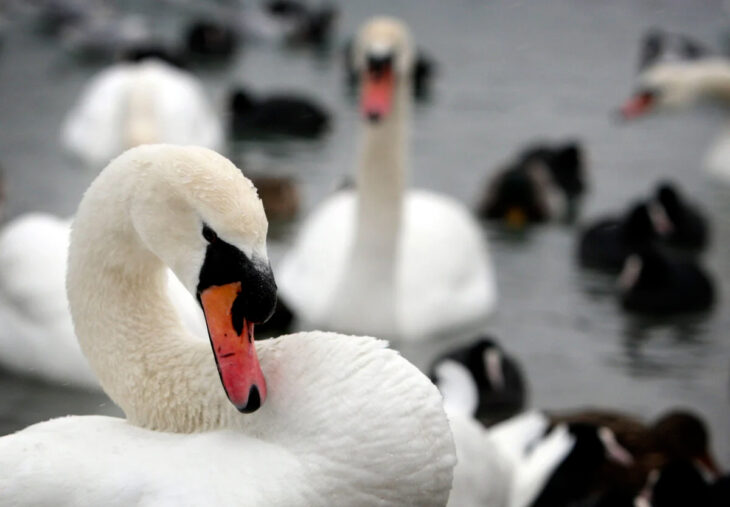 Cisnes