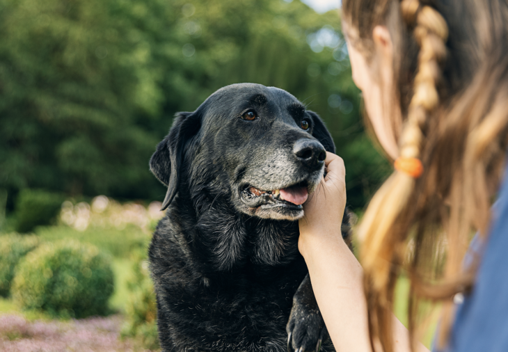 Niñera para perros