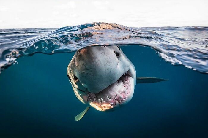 Ganador del premio británico de fotografía submarina de 2022