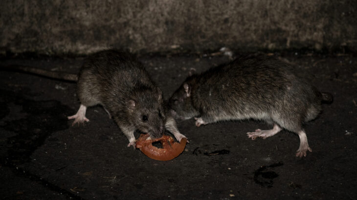 Ratas en París