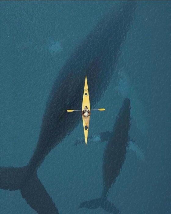 Kayak con ballenas