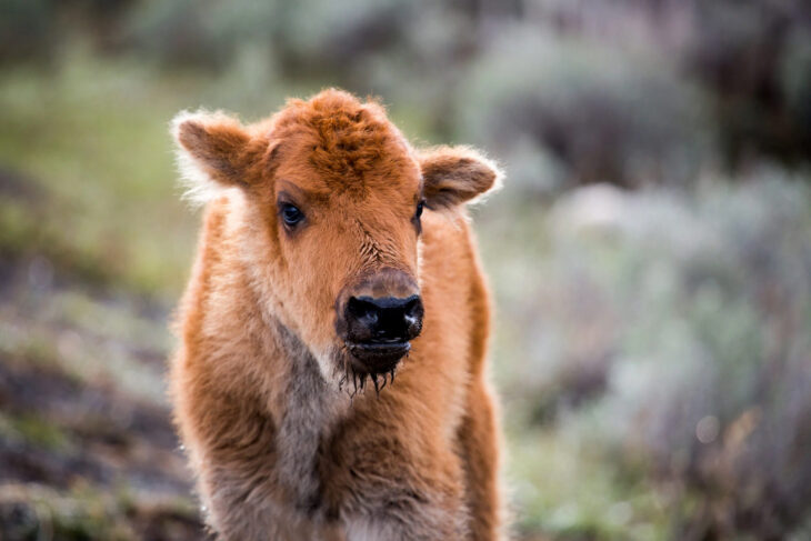 Bebé bisonte