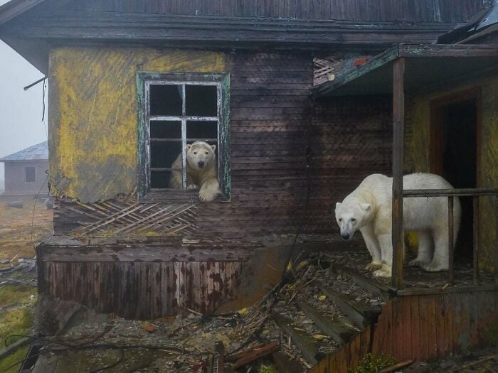 Osos polares se instalan en casa abandonada