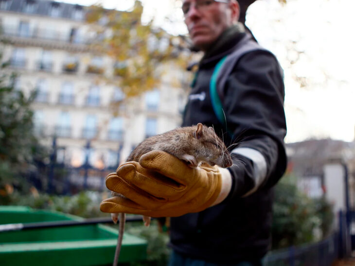 Ratas en París