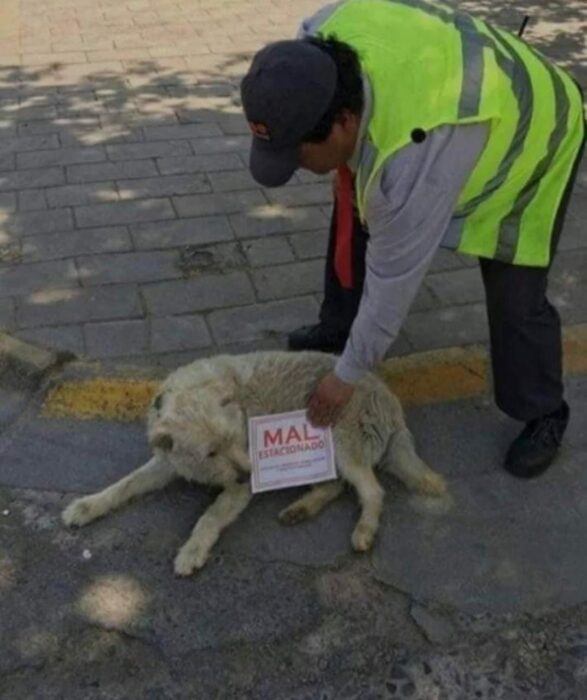 Perrito mal estacionado