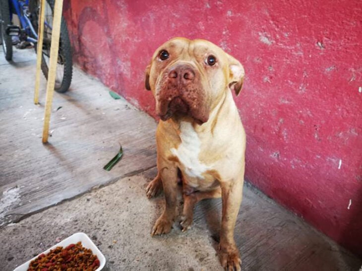 Perro llora la muerte de su amo