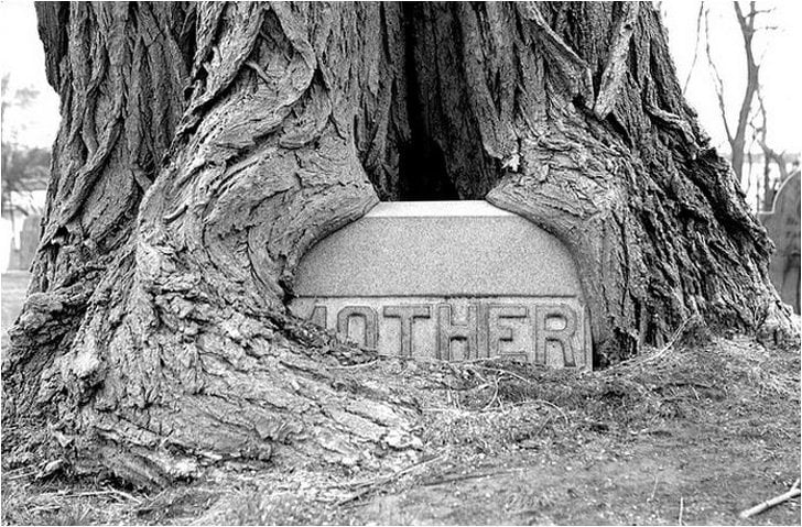 Un árbol que fue plantado junto a la tumba de una madre