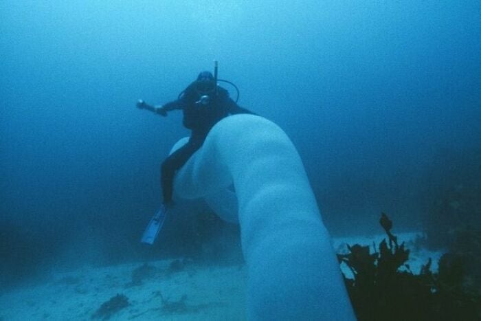 Un buceador montando una lombriz submarina gigante