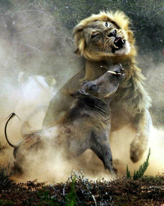 Un león y un jabalí peleando