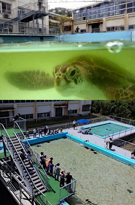 Acuario escolar en japón