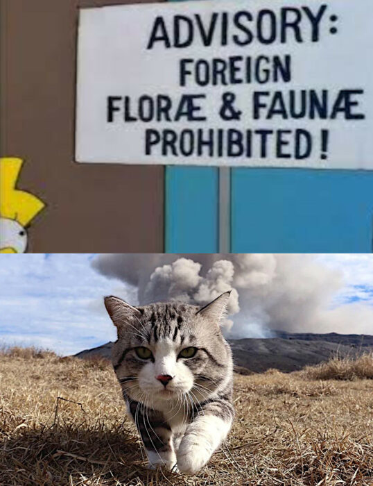 Advertencia simpsons gatos salvajes