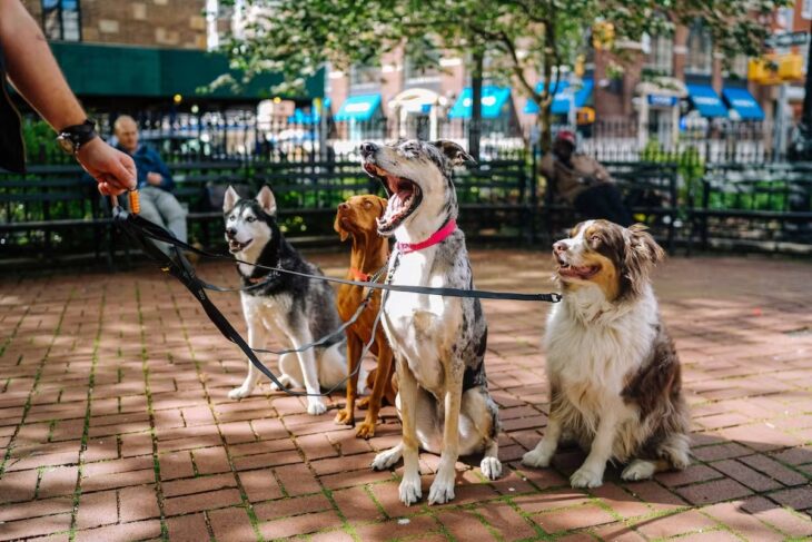 Perros en la plaza