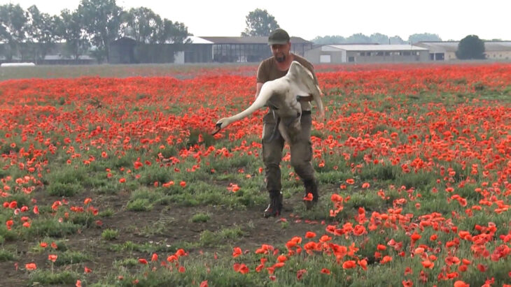 Cisnes en desintoxicación