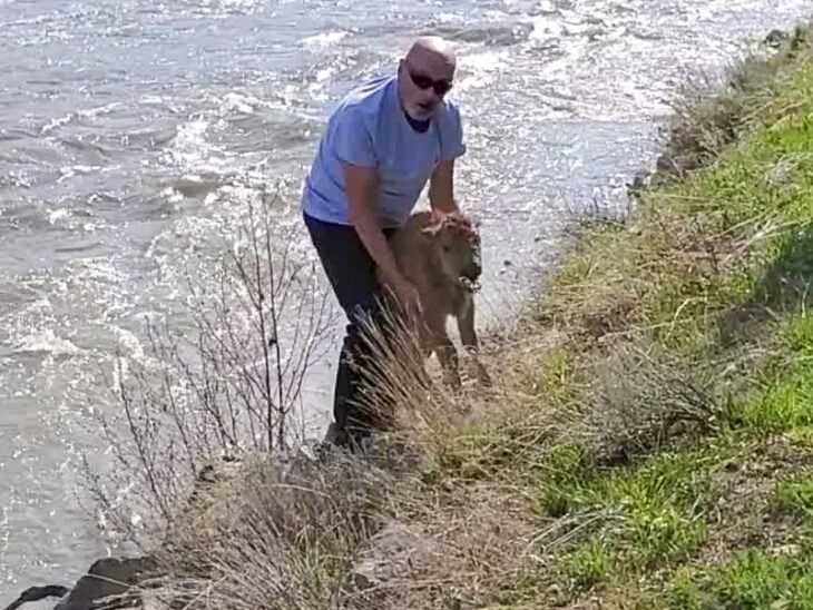 Ayudando a un bisonte